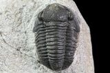 Bargain, Gerastos Trilobite Fossil - Morocco #69105-2